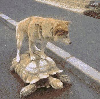 1508481833660737.gif 2.gif